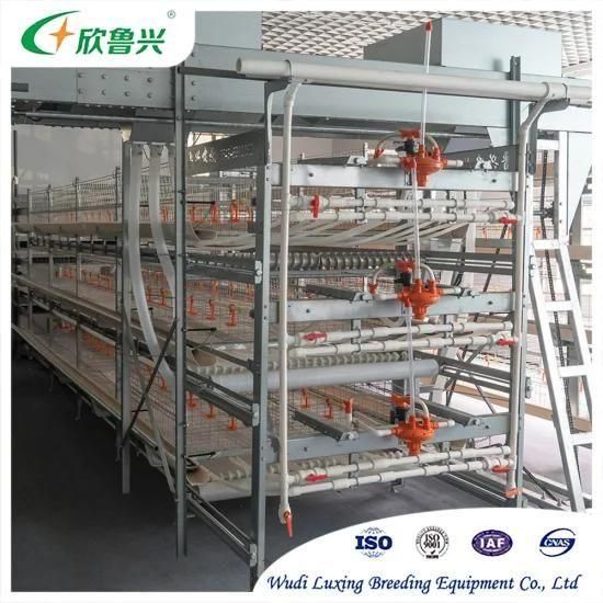 Automatic Poultry Equipment Broiler Layer Breeder Cages with Feeding Drinking Manurel ...
