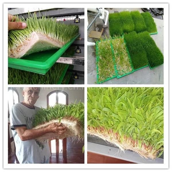 Hydroponic Seeds Planting Machine for 500kg/d
