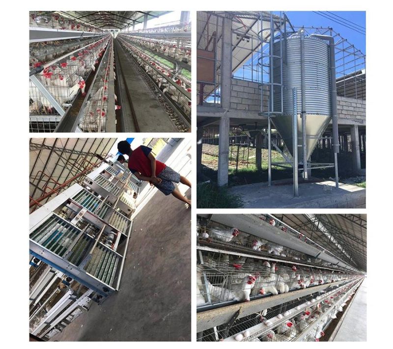 430cm2 or 450cm2 High Quality Longfeng Large Scale Poultry Farming Chicken Cage
