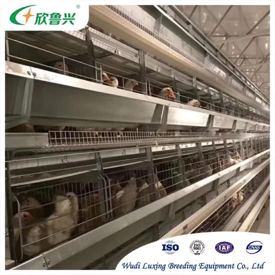 Automatic Chicken Layer Husbandry Equipment Battery Farming Cages for Large-Scale Poultry ...