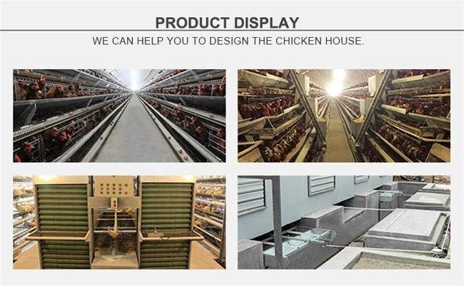 Design A type Layer Chicken Cage for 5000 Chickens