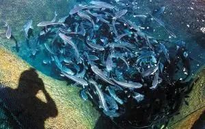 Anti-Wave Reef Fish Farming Culture Deep Sea Net Fish Cage