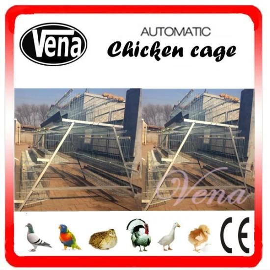 Automatic Layer Chicken Cages