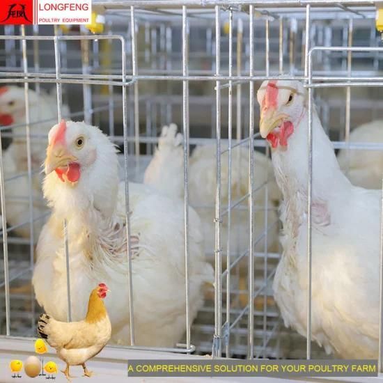 Longfeng Stable Running High Quality Most Advanced Technology Low Egg Broken Rate Poultry ...