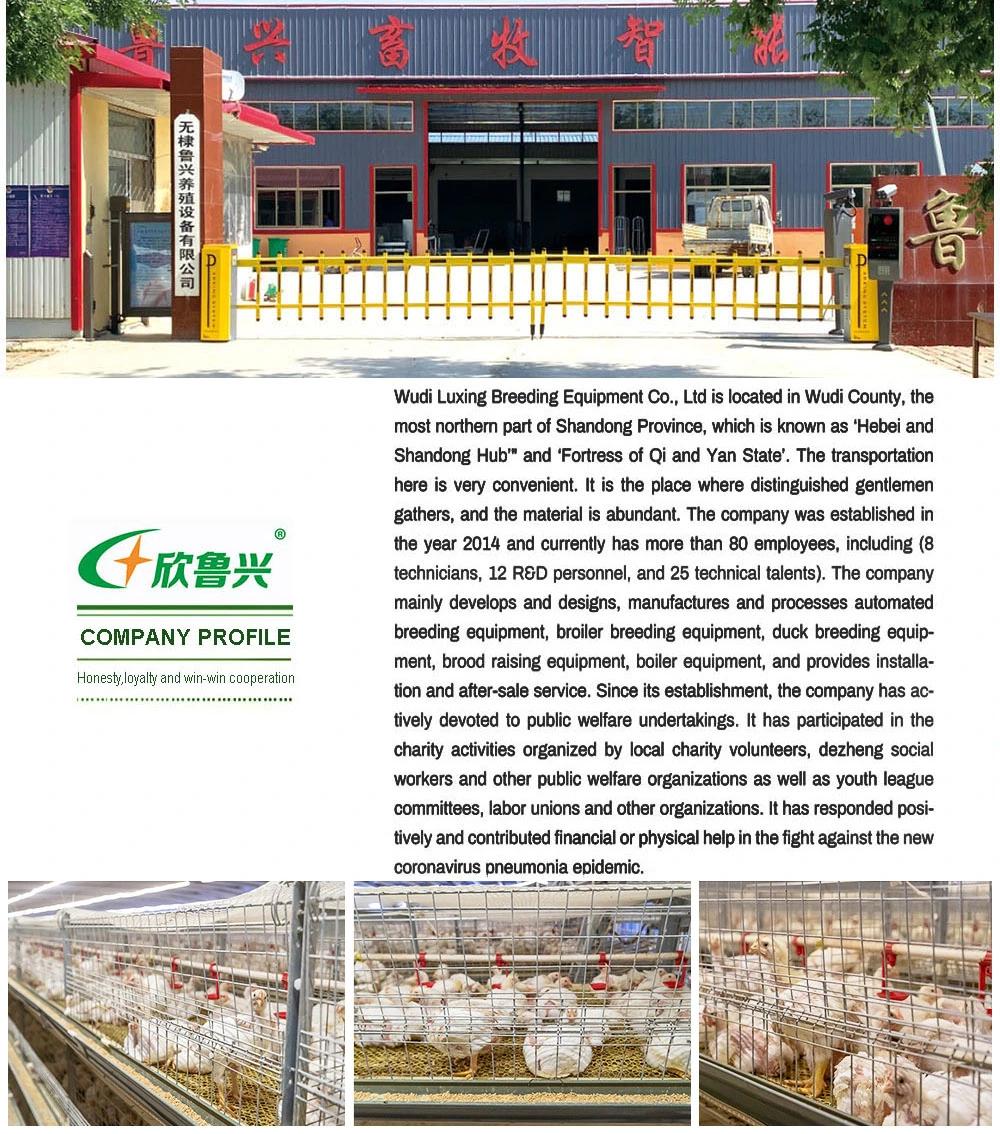 H Type Poultry Equipment Automatic Galvanized Broiler Breeding Battery Chicken Cage for Rooster