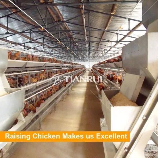 Automatic A Type Layer Chicken Cage for Vietnam Chicken Shed