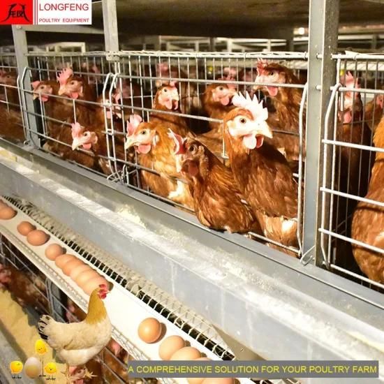 Factory Manufacture Computerized Poultry Chicken Equipment 96 Birds-384 Birds Per Set, ...