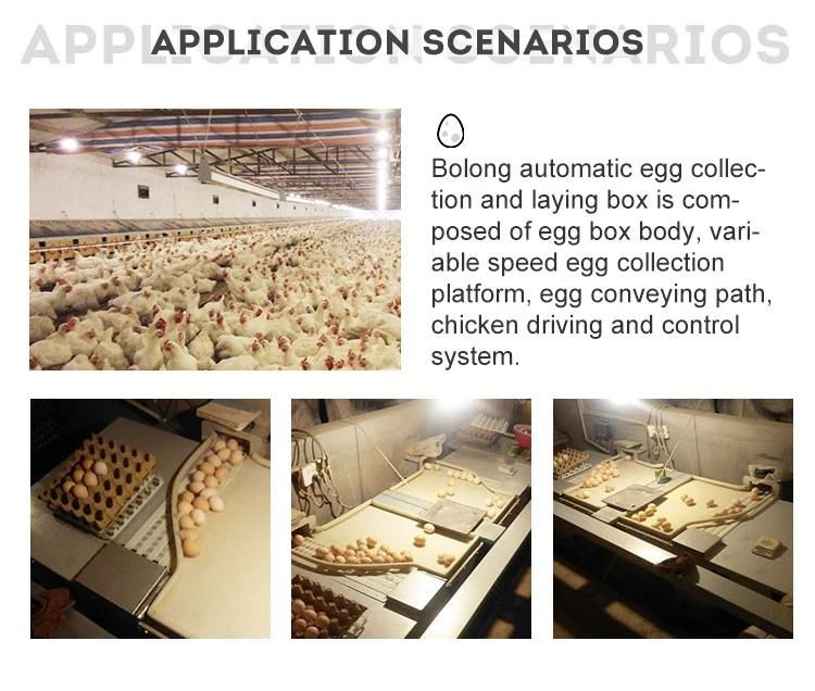 Agriculture Machinery Equipment Farm Poultry Feeding System Chicken Drinkers Egg Collection Machine