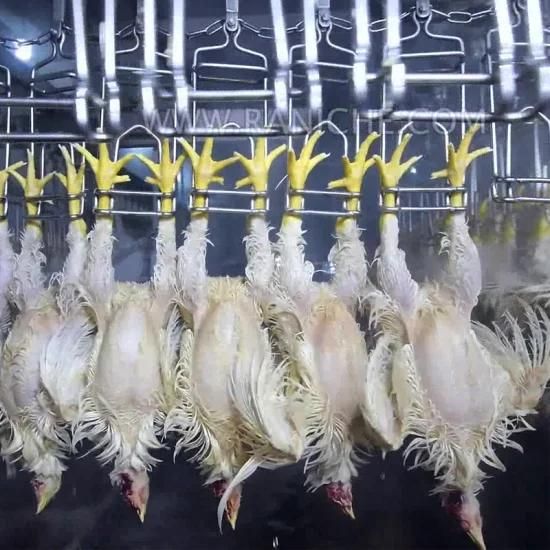 Chicken Slaughtering Machine Overhead Conveyor Line for Poultry Processing Plant Feet ...