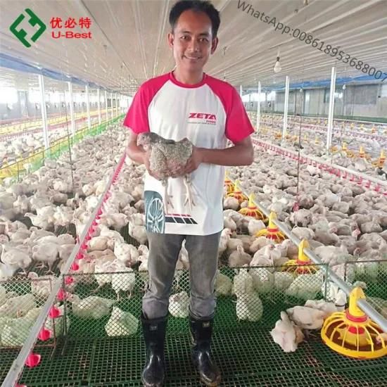 China Factory Broiler Chicken House Farming Equipment for Sale