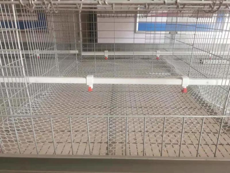Double Tiers Cage for Layer Poultry Equipment