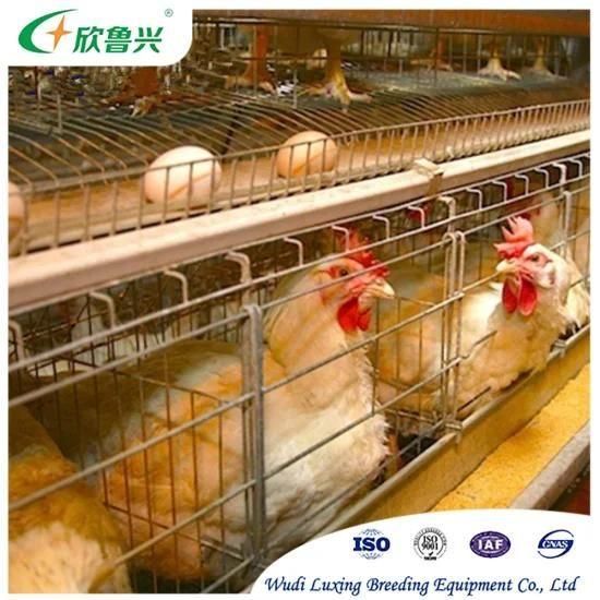 Automatic Chicken Poultry Equipment with Egg Collection System