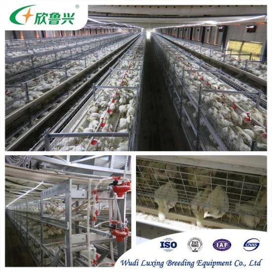 Poultry Farm Cage / Parent Chicken Cage / Battery Rearing Cage for Brooder Farm