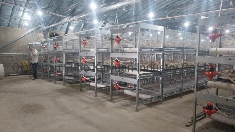 Automated Battery Cage System for Broiler/Chicken Layer/Egg Chicken
