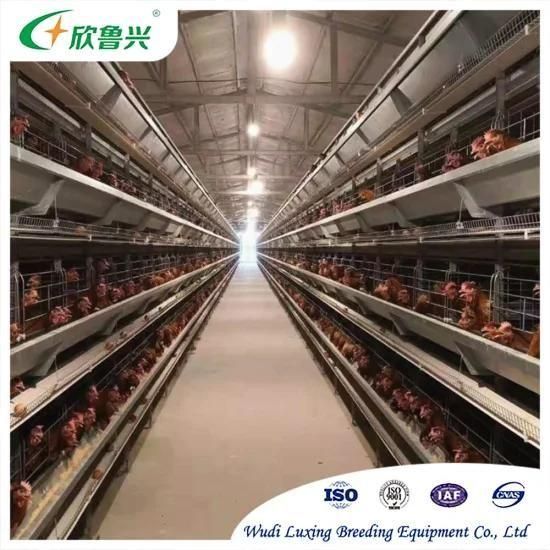 Saudi Arabia Poultry Battery Layer Chicken Cage/Uganda Poultry Farm Automatic Chicken ...