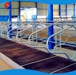 Head to Head Cow Free Stall Double Row Hot-DIP Galvanizing Cattle Bed for Sale