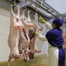 Goat Slaughter with Halal Slaughter Equipment Butchery Machinery