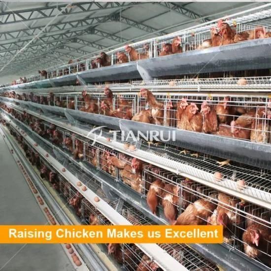 Professional Design Large Scale Automatic Chicken Egg Poultry Farm Equipment