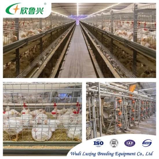 Broilers Rearing Slat Floor Structure Broiler Battery Q235 Steel Poultry Farm Equipment ...