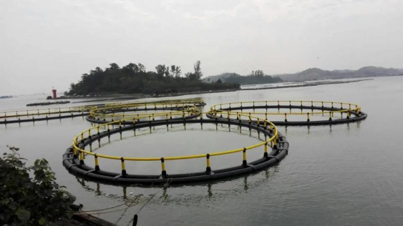 Circle Floating Aquaculture Fish Farming Cages Made of PE Knotless Net