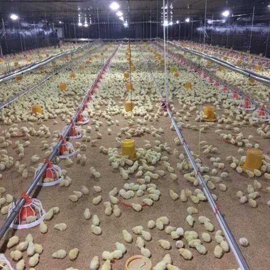 Automatic Modern Feeder Pan System for Layer Chicken