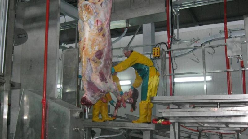 Cattle and Goat Slaughterhouse