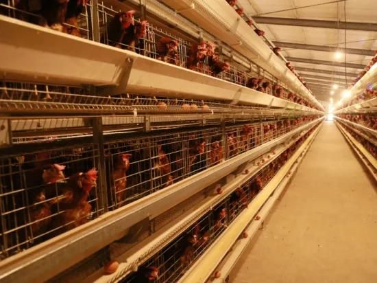 H Type Poultry Farm Cage Layer Cage Brioler Cage