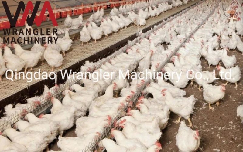 Complete Poultry Fam House Equipment for Chicken and Layer