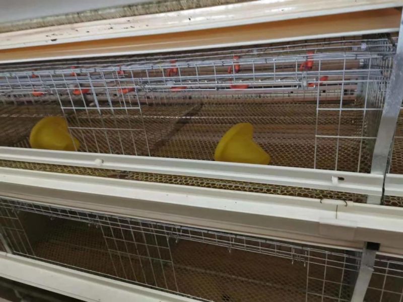 H Type New Farm Cage for Layer Broiler
