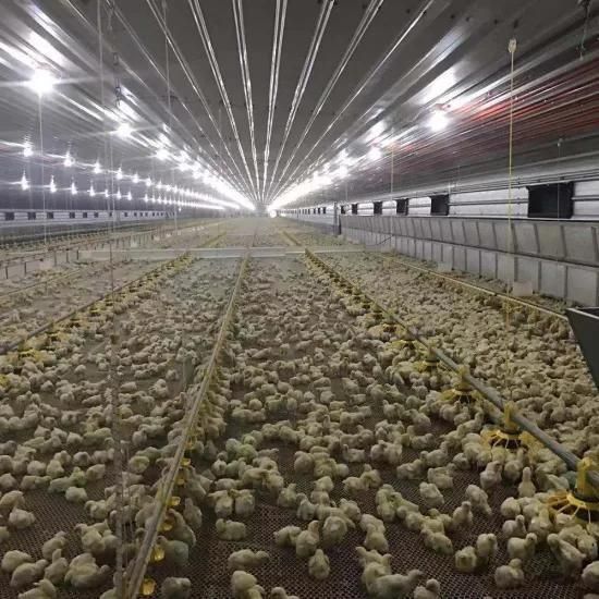 Automatic Broiler Farming System Poultry Farm Equipment for Chicken