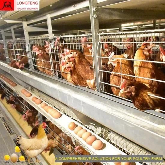Hot Sale Poultry Chicken Equipment 96 Birds-384 Birds Per Set, 3-12 Tires