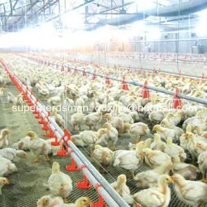Automatic Complete Set Poultry Equipment for Poultry Farming House