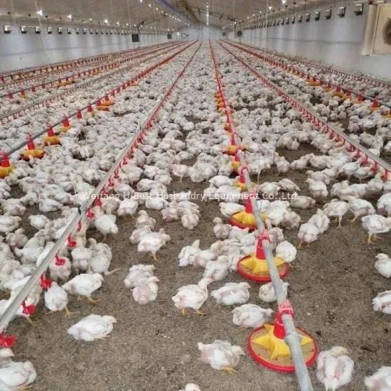 Broiler Chicks Climate Control Poultry Farming Prefab Steel Houses