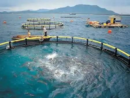 Aquaculture Deep Sea Farming HDPE Fish Cage