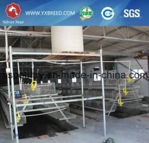 Automatic Poultry Farm Egg Equipment for Africa (A-4L120)