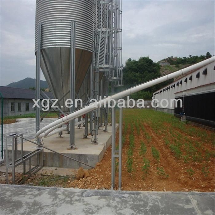 Poultry Farming with Automatic Feeder for Broiler