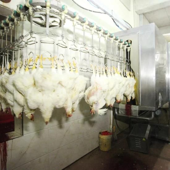 Halal Chicken Abattoir Machine/ Poultry Butchery Equipment /Plucking Scalding Pre-Chilling ...