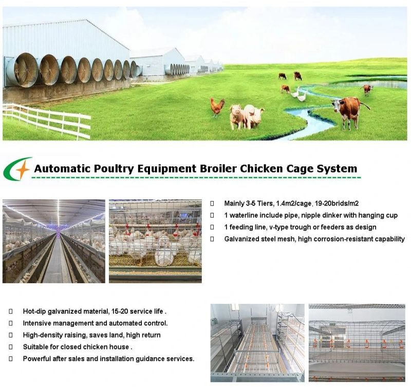 Automatic Broiler Poultry Farm Feeding System H Type Battery Broiler Chicken Cage