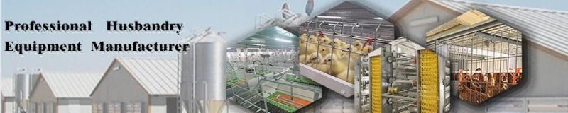 Best Design Low Cost and High Quality Chicken House and Equipment/H-Type Layer Brolier Chicken Equipment
