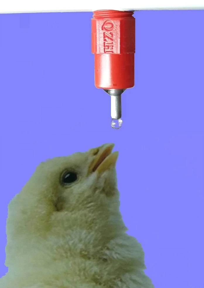 Poultry Automatic Nipple Drinker for Chicken