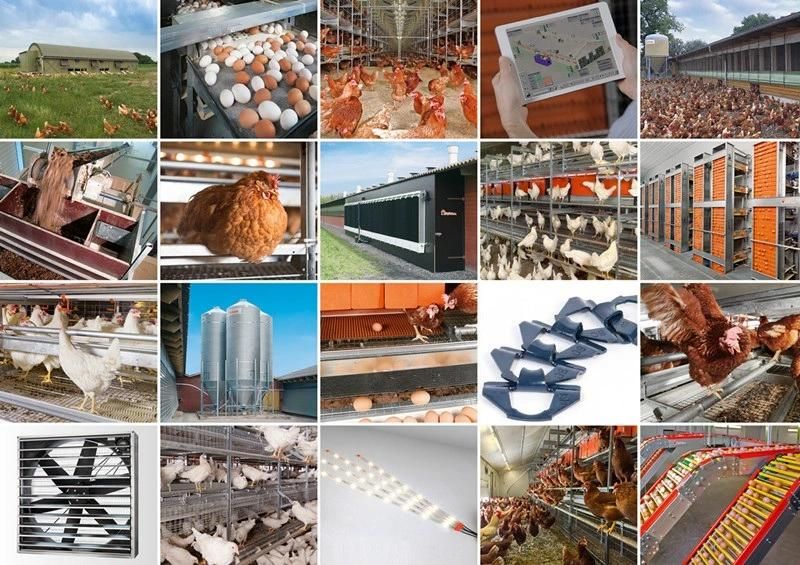 Prefabricated Steel Structure Poultry Farm House with Full Set Poultry Equipment