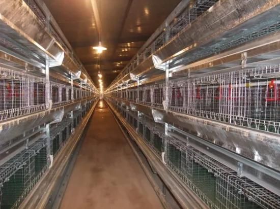 Poultry Equipment of Chicken's Cage/Floor Breeding