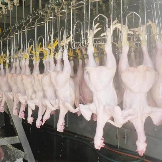 Chicken Processing Plant and Slaughterhouse Equipped by The Automatic Chicken Slaughtering ...