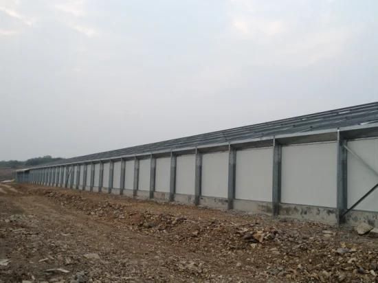 Chicken Farm/Steel Structure Poultry House/ Broiler Chicken House