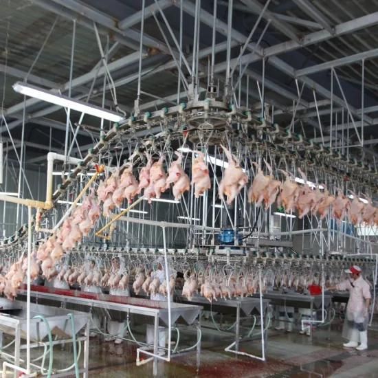 Belt Conveyor System for Poultry Processing Line