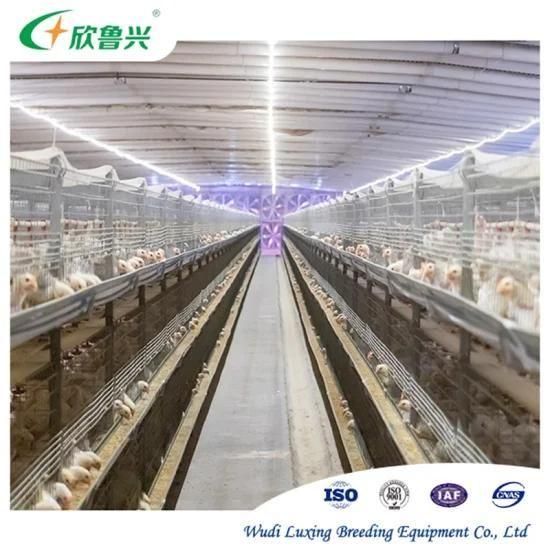 Automatic Poultry Farm Equipment Chicken Layer Cage with Good Price