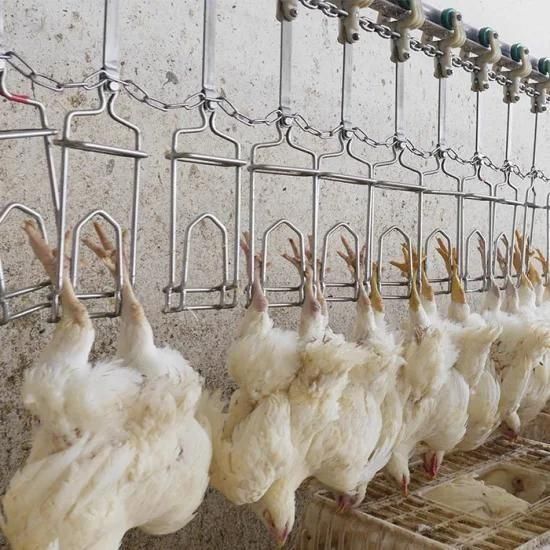 Good Quality Ce Certification Poultry Chicken Slaughterhouse / Chicken Slaughter Line for ...