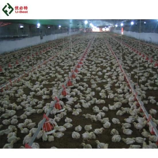 Automatic Poultry Shed Equipment/Chicken Farm Equipment / Complete Farming System