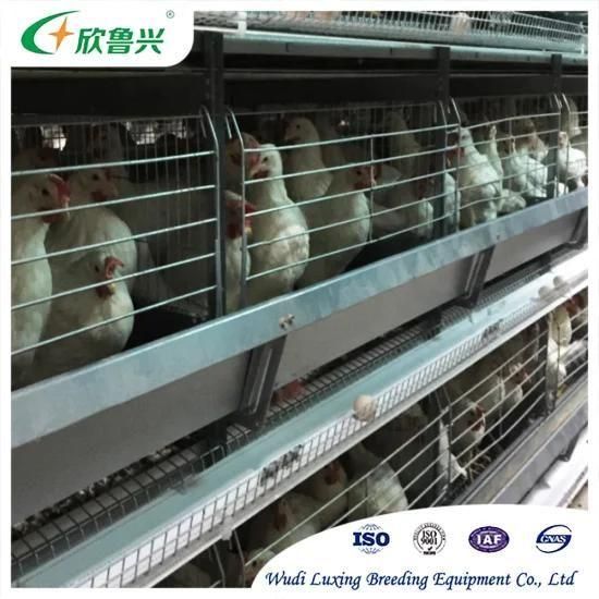 Large-Scale Livestock Machinery Automatic Farming Husbandry Equipment for Battery Farming ...