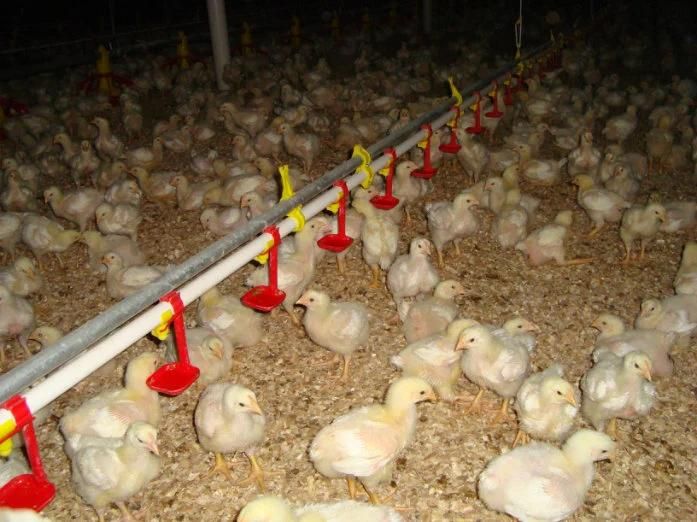 Chicken/ Layer / Broiler Automatic Drinking System for Poultry Farm
